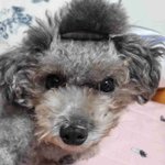실푸 꽃순이 삔 꽂았어요