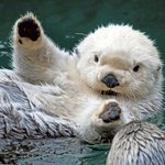 내가 닮았다고 들어본 것들