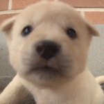 시고르자브종이 소형<b>견이</b>엿으면 키웟을텐데