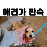 얘는 크면 <b>중형</b>견됨 아님 대형견됨?