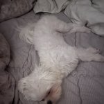 [드루와] 지금 우리집 강아지 나랑 기싸움해