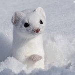 보넥도 <b>성호</b> 이거 닮음