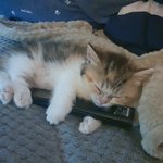 [고양이] 어른냥이중인 고양이.나 컷따