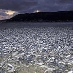 일본 바다 끔찍한 근황 보셨나요