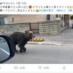 일본 주택가에 <b>출현</b>한 곰