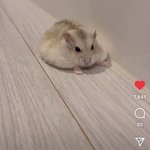 나 햄스터 그려서 <b>주인분</b> 인스타에 보내드렷는데 답장옴