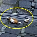 48층 아파트서 던진 치킨 조각에…행인 '전치 2주' 날벼락