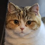 [고양이] 고양이 자랑하고 싶어요