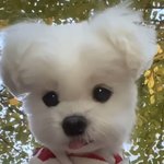 뉴진스어텐션 <b>실리</b>카겔노페인 처음 들었을 때 충격을