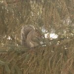 [드루와] 내가 찍은 청설모 사진 볼 사람! (2)