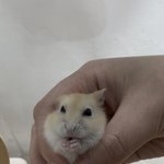 아기햄스터 일주일<b>동안</b> 밥 많이 먹이면