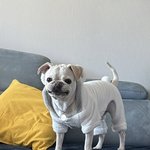 우리집 강아지 ㅈㄴ 웃<b>상임</b>