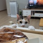 고양이는 빵끈을 <b>조아</b>해 (귀여움 주의)
