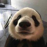 '<b>판다</b>' 귀여운 거 누가 몰라