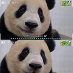 푸바오에 진심인 칭구들 ㅃㄹ 들어<b>와바</b> ㅠㅜ