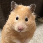 햄스터 귀여운 <b>포즈</b>