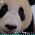 안녕 <b>난</b> 푸바오 라고 <b>해</b>