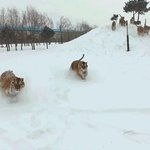 <b>드론</b>으로 촬영하는 호랑이