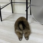 [댓글부탁해] 우리집 귀염<b>둥이</b> 새 식구를 소개할게요 :)