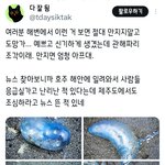 <b>해변가</b>에서 보고 예쁘다고 만지면 안되는 것
