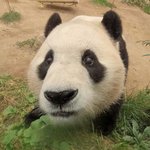 오늘자 팬<b>미팅</b>한 푸바오 사진 한장