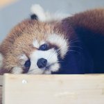 2023년 일본에서 태어난 아기 레서<b>판다</b>