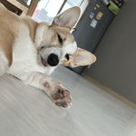 꼬물이 <b>거물</b>이로