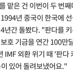 푸바오 할부지가 러바오 아이바오를 선택한 이유