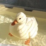 왜요? 이쁜 <b>오리</b> 처음 봐요?
