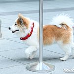 [모두드루와] 성훈 강아지 <b>양희</b> 근황