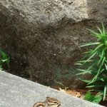 [모두드루와] 다람쥐 실제 <b>먹이</b>봄?
