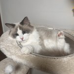 <b>집사</b>끼리 싸울때 고양이