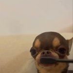 잔다