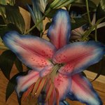 <b>오묘</b>한 색 조합의 꽃잎들