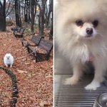 추위 속 <b>벤치</b>에 강아지 목줄 묶어놓고 도망간 주인