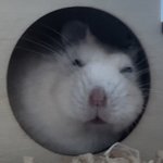 나 쌍수 전후 차이 마니 나지 안ㄹ음?