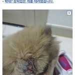 <b>학대</b>? 상처 입은 개를 데려왔습니다