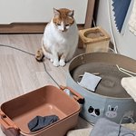 나의 동거묘 <b>도칠</b>이 23년 12월 한해 마무리 일상들..