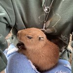 카피<b>바라</b>가 그렇게 순하다며