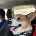 제발 살려주세요. 초코를 찾습니다(<b>신촌역</b>, 노고산동)