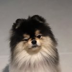 <b>혜안</b> 강아지 ㅈㄴ귀엽