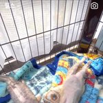 <b>임</b><b>보</b>한 지 3일밖에 안 된 아기고양이...