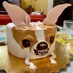 초현실적인 <b>치와와</b> 케이크ㅋㅋㅋㅋㅋ
