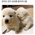강아지도 강아지 냄새를 좋아<b>하나봄</b>