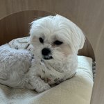 처음 올려보는 울 <b>강쥐</b> 사진
