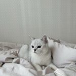 사랑스러운 울집 막둥냥이 “바다” <b>신년인사</b> 드립니다!