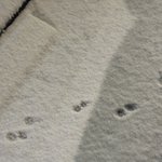 [댓글부탁해] 너네 ㅇㄴㅇ 주작브랜드인 거 알지