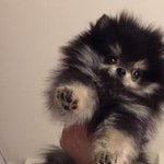 너무 <b>무해</b>한 거아니니 뽀시래기들아