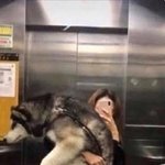 [<b>방탄소년단</b>] 댕댕이