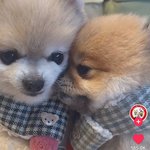 [드루와] 진짜진짜 개귀여운거 보여줌
